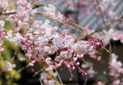 淨國寺に咲く花「桜」